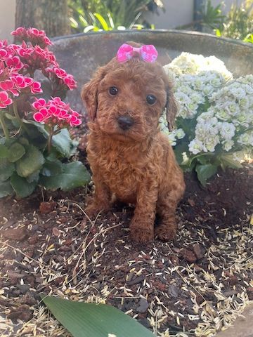 Zwergpudelwelpen suchen ein neues Zuhause