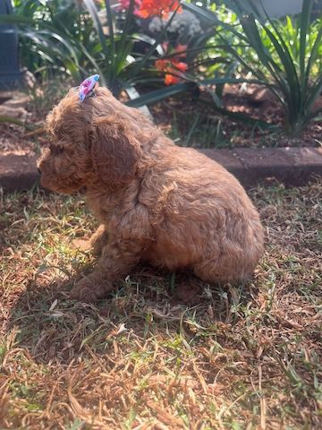 Zwergpudelwelpen suchen ein neues Zuhause