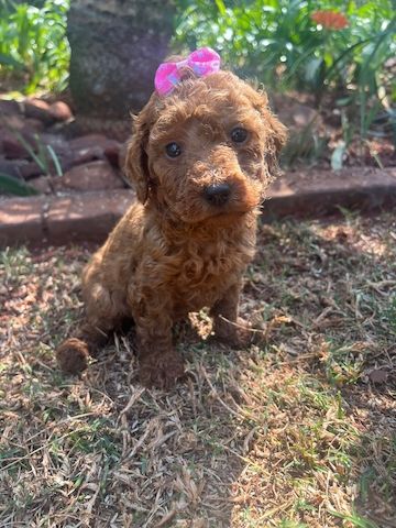 Zwergpudelwelpen suchen ein neues Zuhause