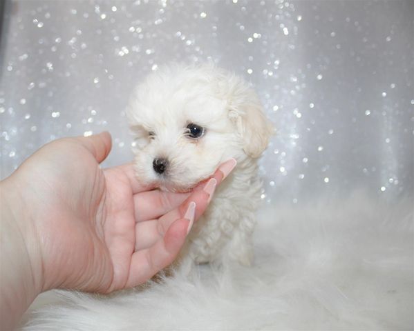 Malteserwelpen suchen ein neues Zuhause