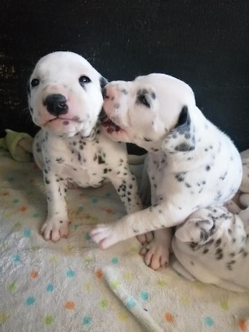Dalmatinerwelpen suchen ein neues Zuhause