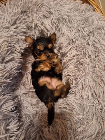 Yorki Welpen