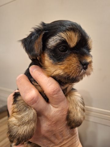Yorki Welpen