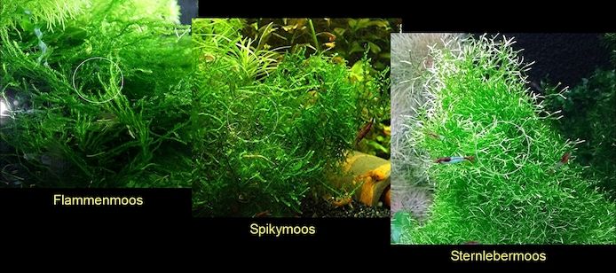 Flammenmoos, Spikymoos, Sternlebermoos, Aquarienpflanzen