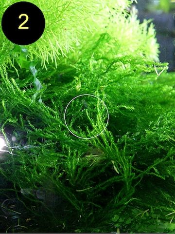 Flammenmoos, Spikymoos, Sternlebermoos, Aquarienpflanzen