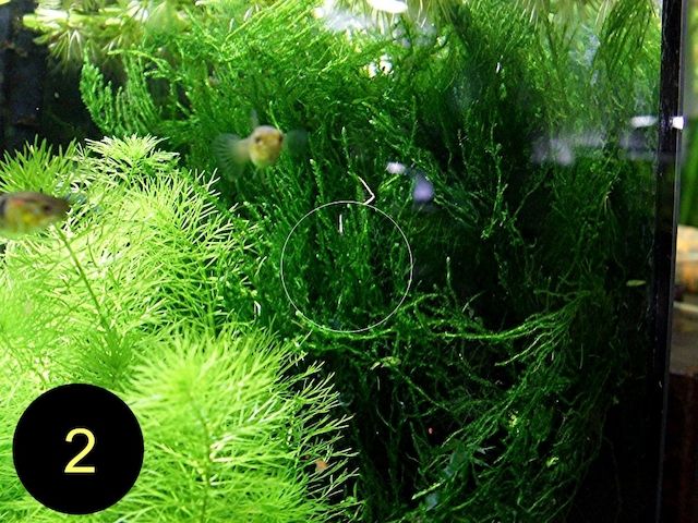 Flammenmoos, Spikymoos, Sternlebermoos, Aquarienpflanzen