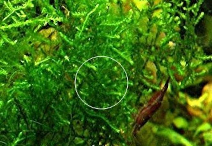 Flammenmoos, Spikymoos, Sternlebermoos, Aquarienpflanzen