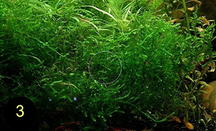 Flammenmoos, Spikymoos, Sternlebermoos, Aquarienpflanzen