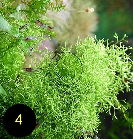 Flammenmoos, Spikymoos, Sternlebermoos, Aquarienpflanzen