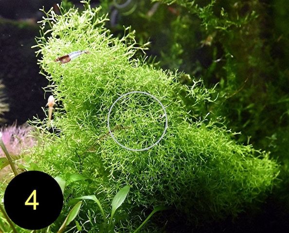 Flammenmoos, Spikymoos, Sternlebermoos, Aquarienpflanzen