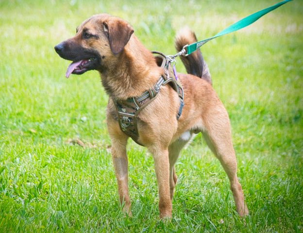 Sweet - junger Wirbelwind mit Herz