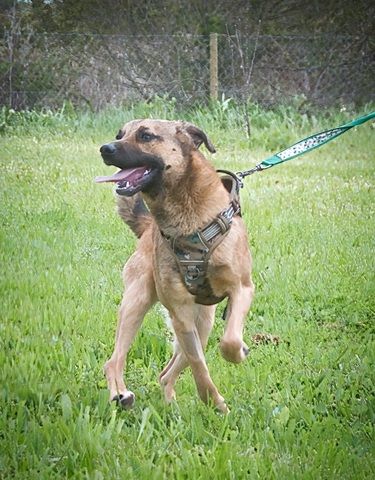 Sweet - junger Wirbelwind mit Herz