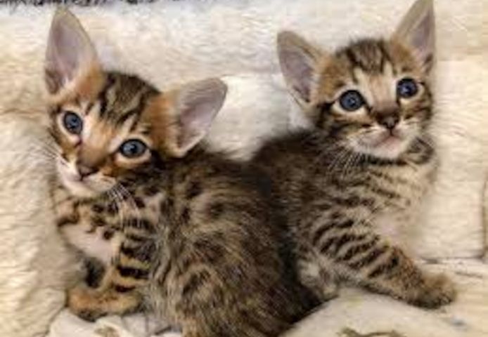 Savannah F3-Kätzchen