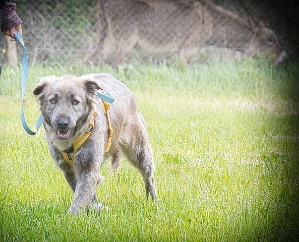 Nirvana - eine sensible Hündin