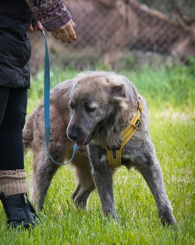 Nirvana - eine sensible Hündin