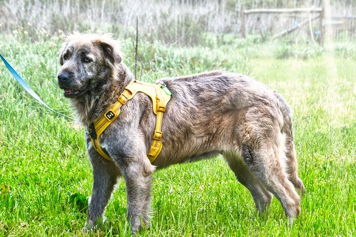 Nirvana - eine sensible Hündin