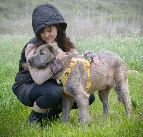 Nirvana - eine sensible Hündin