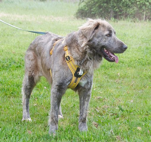 Nirvana - eine sensible Hündin