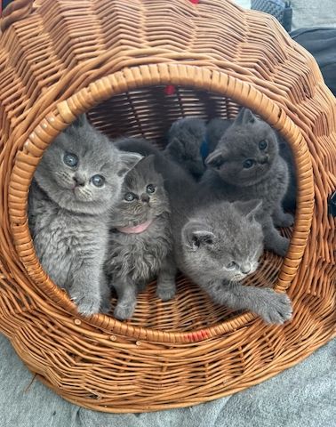 BKH Kitten Britisch Kurzhaar mit Stammbaum!