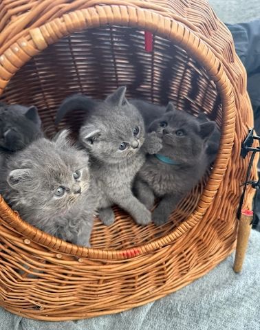 BKH Kitten Britisch Kurzhaar mit Stammbaum!