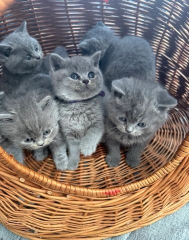 BKH Kitten Britisch Kurzhaar mit Stammbaum!