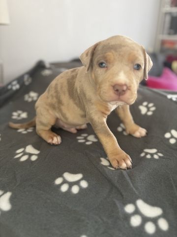 American Bully Welpen