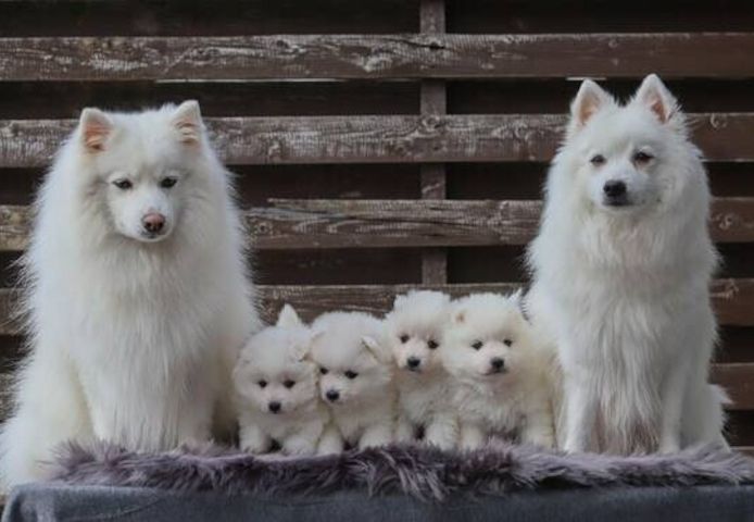 Japanische Spitzwelpen