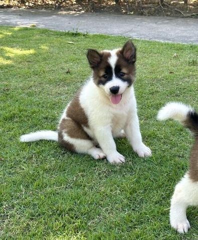 255 Thai Bangkaew Welpen