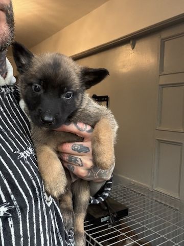 Belgische Schäferhundwelpen