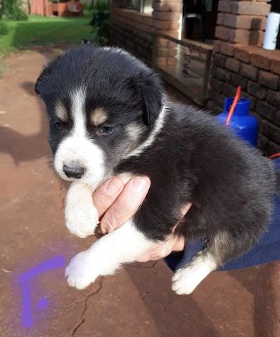 Border Collie Welpen