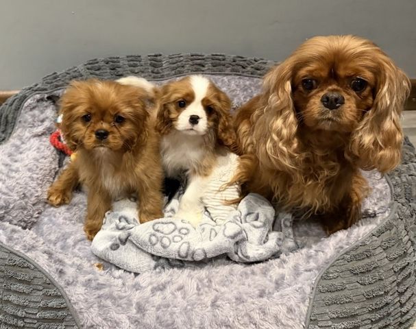 Cavalier King Charles Spaniel Welpen