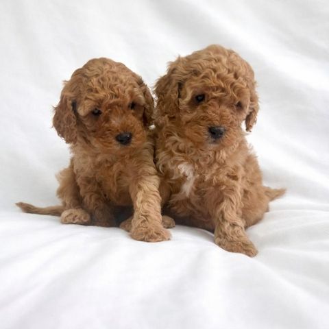 Cavapoo-Welpen