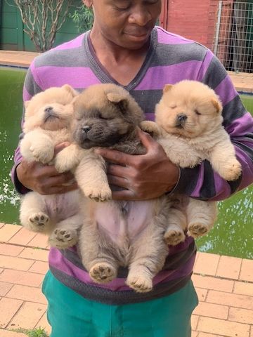 Chow-Chow-Welpen