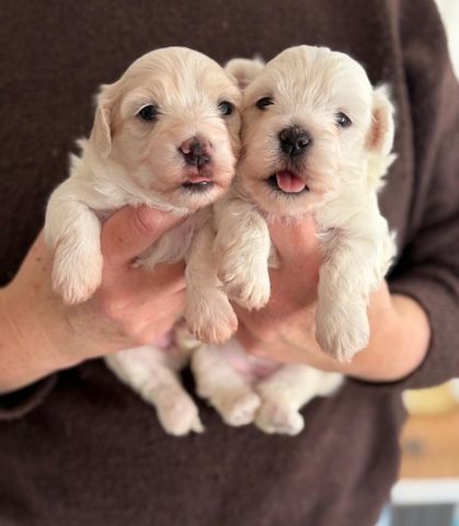 Coton de Tulear Welpen