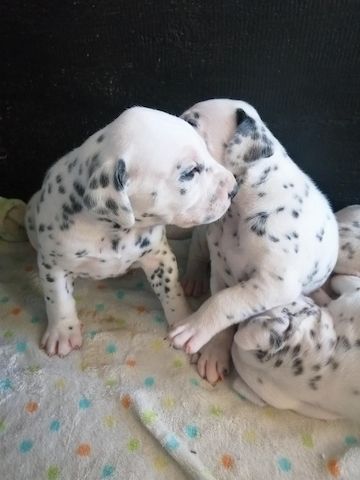 Dalmatinerwelpen