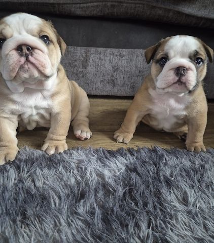 Englische Bulldoggenwelpen