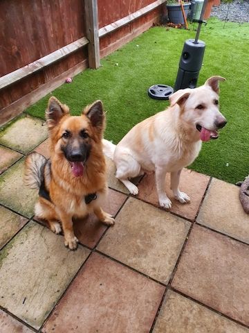 Deutsche Schäferhundwelpen