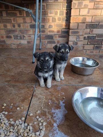 Riesenschnauzer-Welpen