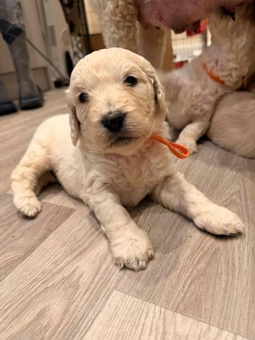 Goldendoodle-Welpen