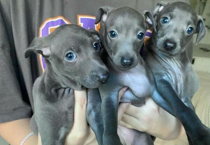 Italienische Windspielwelpen