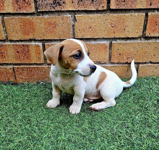 Jack Russell Welpen