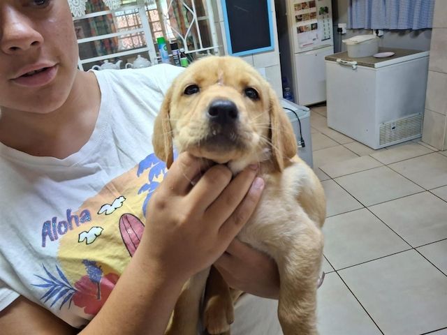 Labrador Retriever Welpen