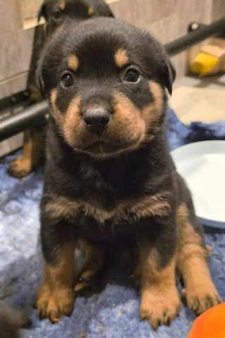 Rottweilerwelpen