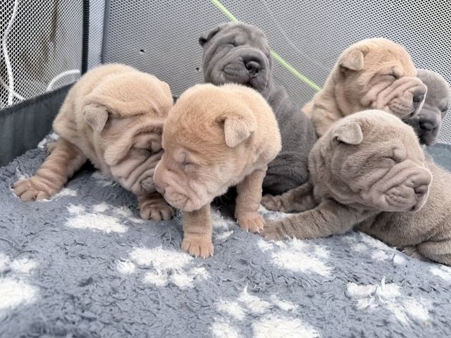 Shar-Pei-Welpen
