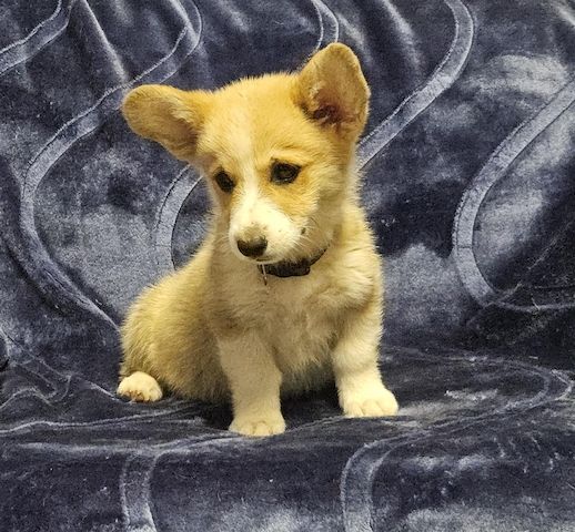 Welsh Corgi Pembroke Welpen