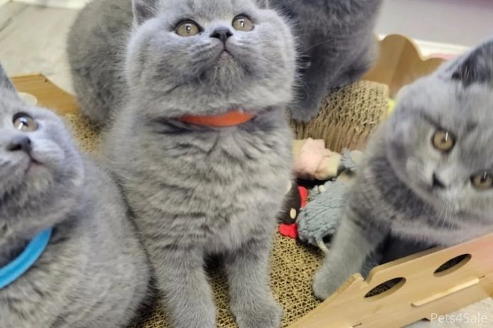 Britisch Kurzhaar Elite-Kätzchen – Exzellente Abstammung & liebenswertes „Teddybär“-Aussehen