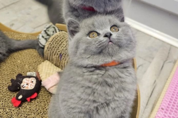 Britisch Kurzhaar Elite-Kätzchen – Exzellente Abstammung & liebenswertes „Teddybär“-Aussehen