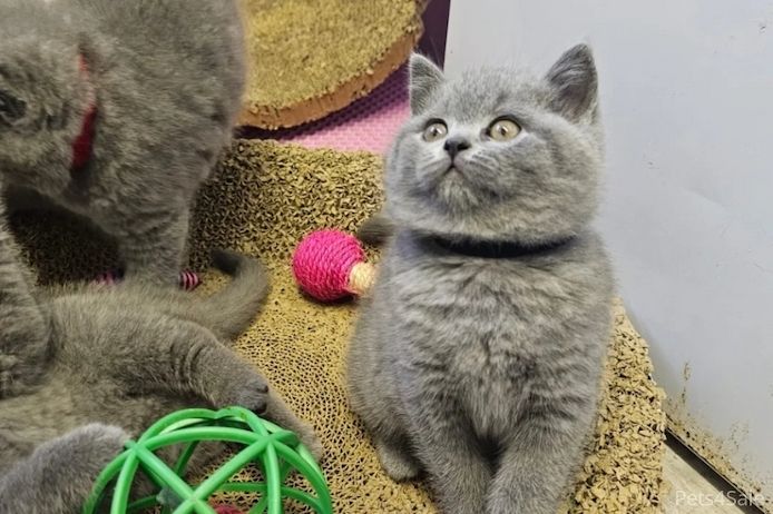 Britisch Kurzhaar Elite-Kätzchen – Exzellente Abstammung & liebenswertes „Teddybär“-Aussehen