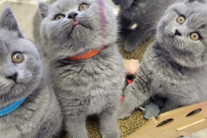 Britisch Kurzhaar Elite-Kätzchen – Exzellente Abstammung & liebenswertes „Teddybär“-Aussehen