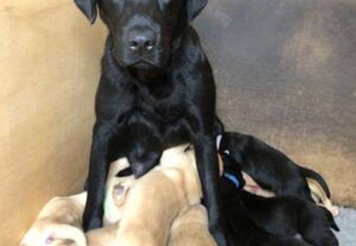 Kräftige und verspielte Labradorwelpen – bereit für jedes Abenteuer!